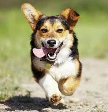 doggy