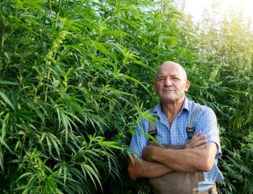 old man by cannabis tree