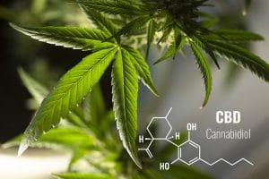 Cannabis leaf up close