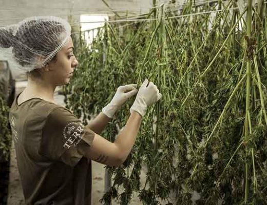 cannabis and hemp production