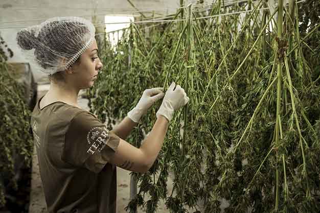 cannabis and hemp production