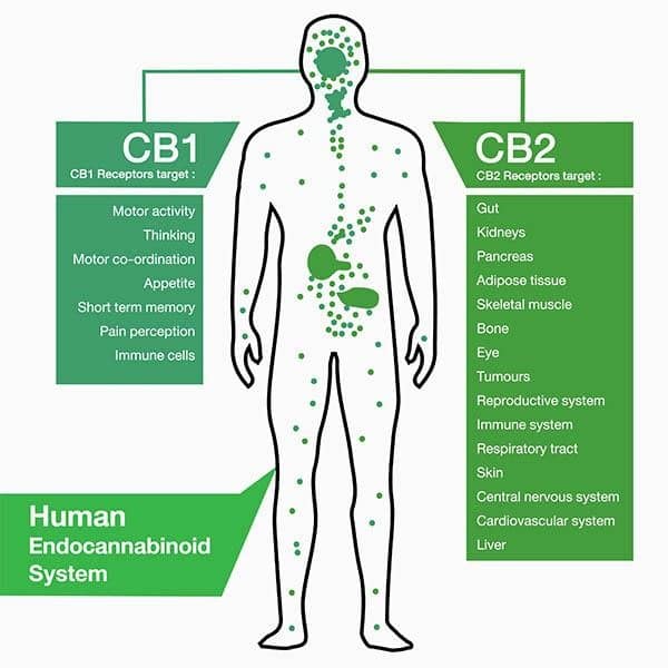 endocannabinoid system